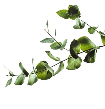 3planta