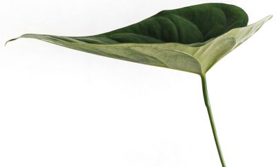 4planta