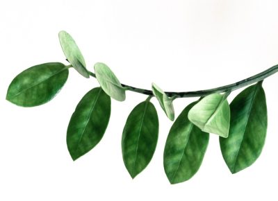 planta